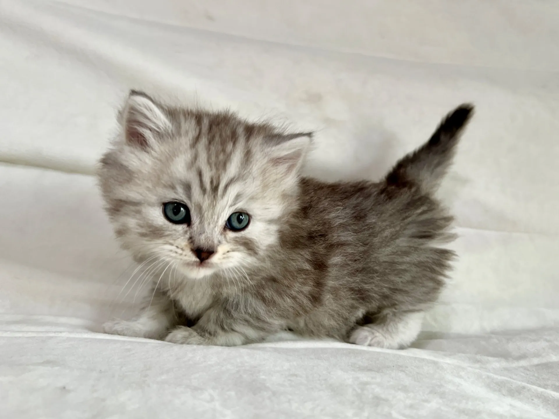 スコティッシュフォールド(12/16)