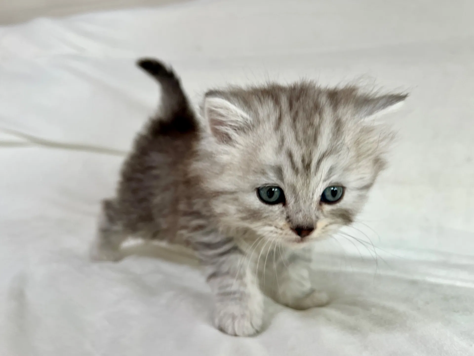 スコティッシュフォールド(12/16)