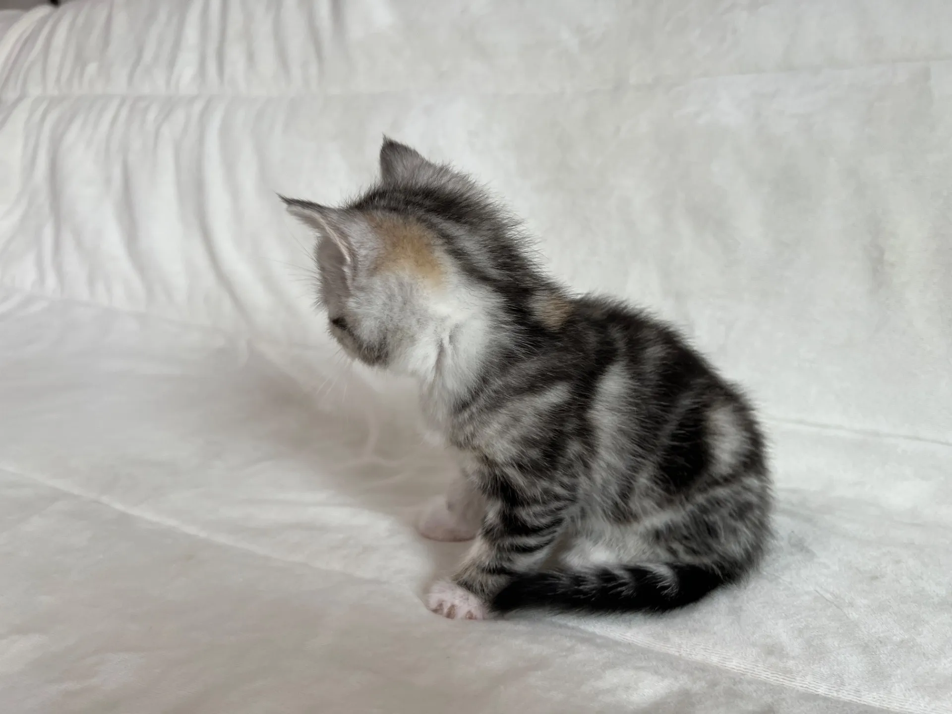 マンチカン(12/24)足長