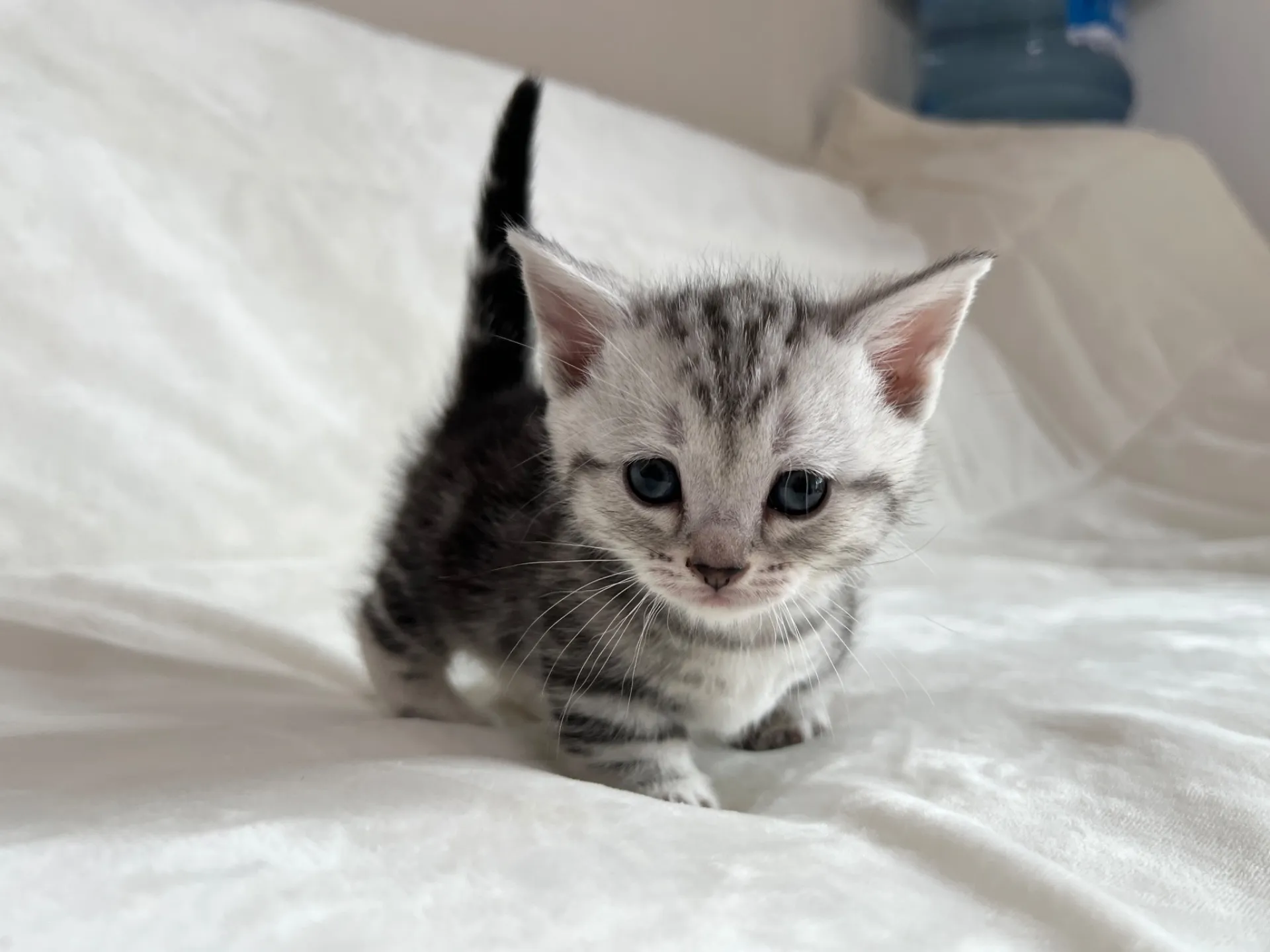 マンチカン(12/24)短足