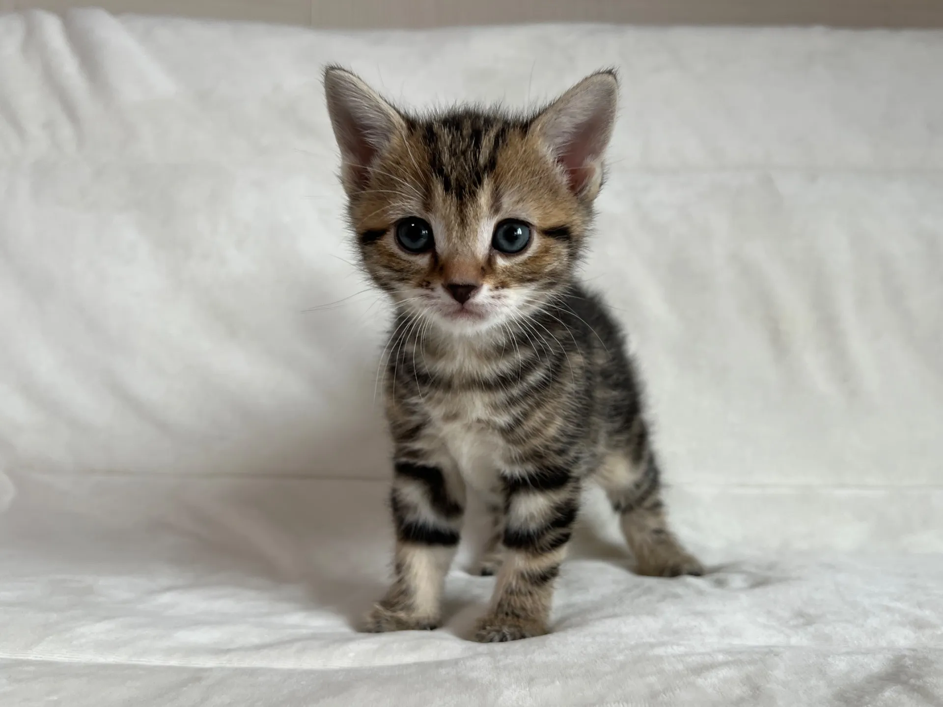 マンチカン(12/24)足長