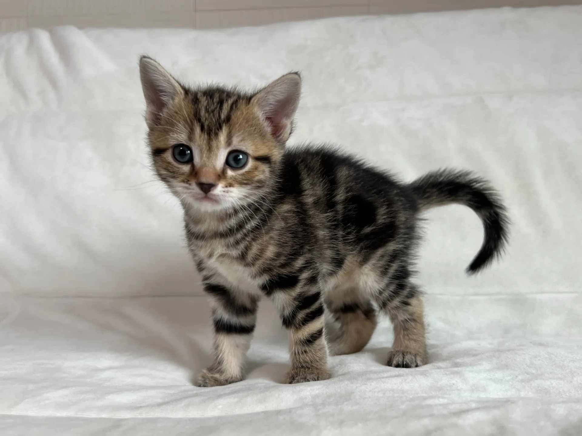 マンチカン(12/24)足長