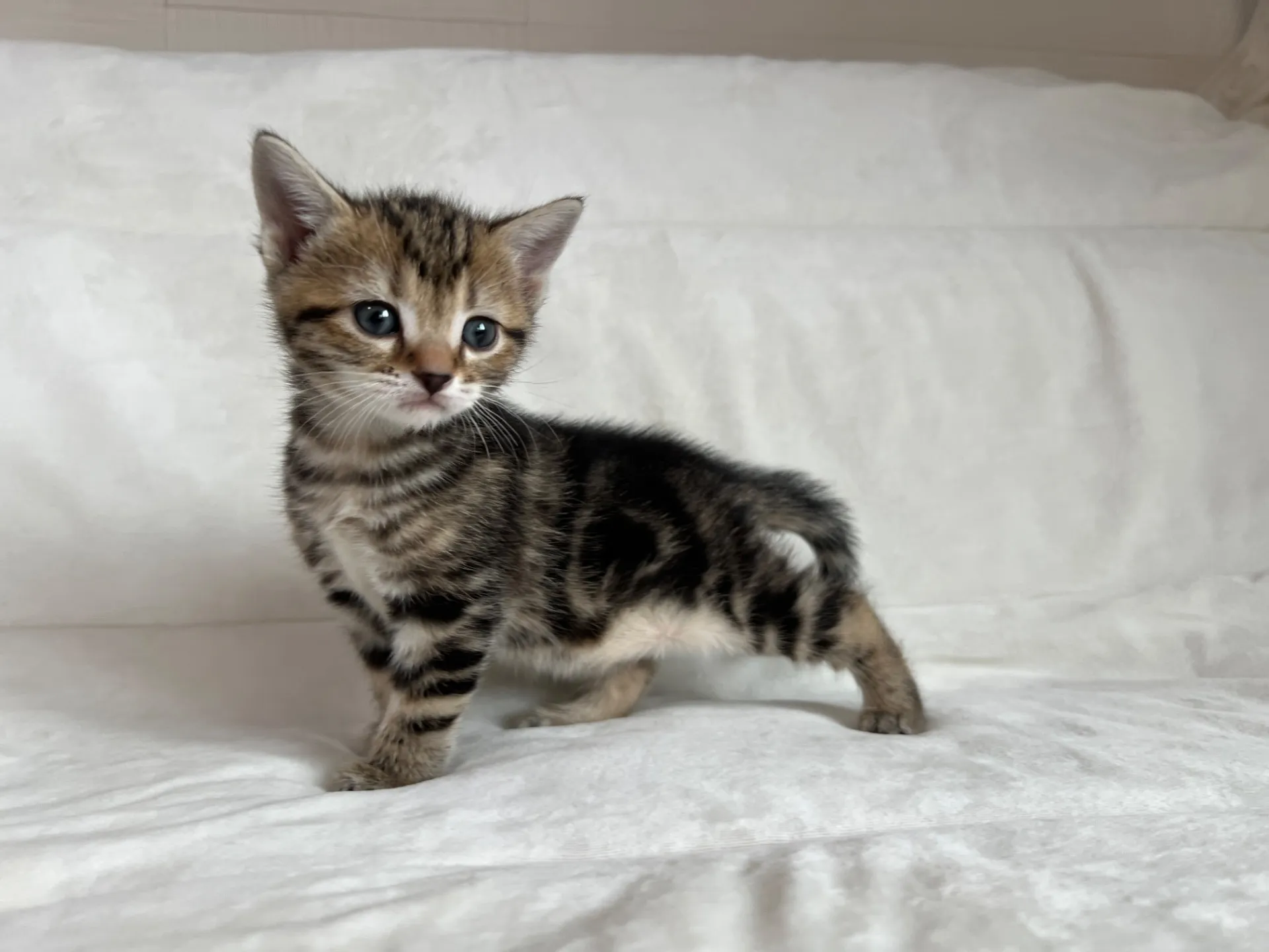 マンチカン(12/24)足長