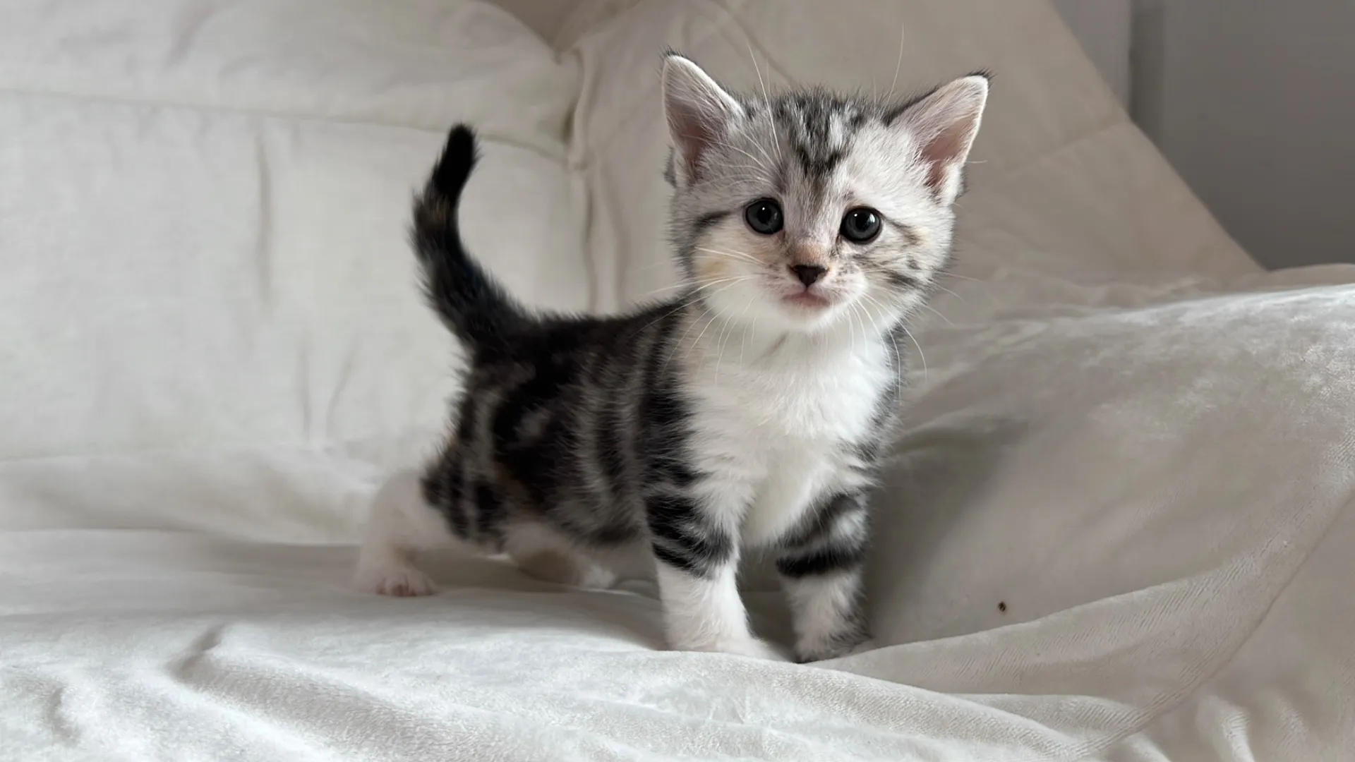 マンチカン(12/24)足長