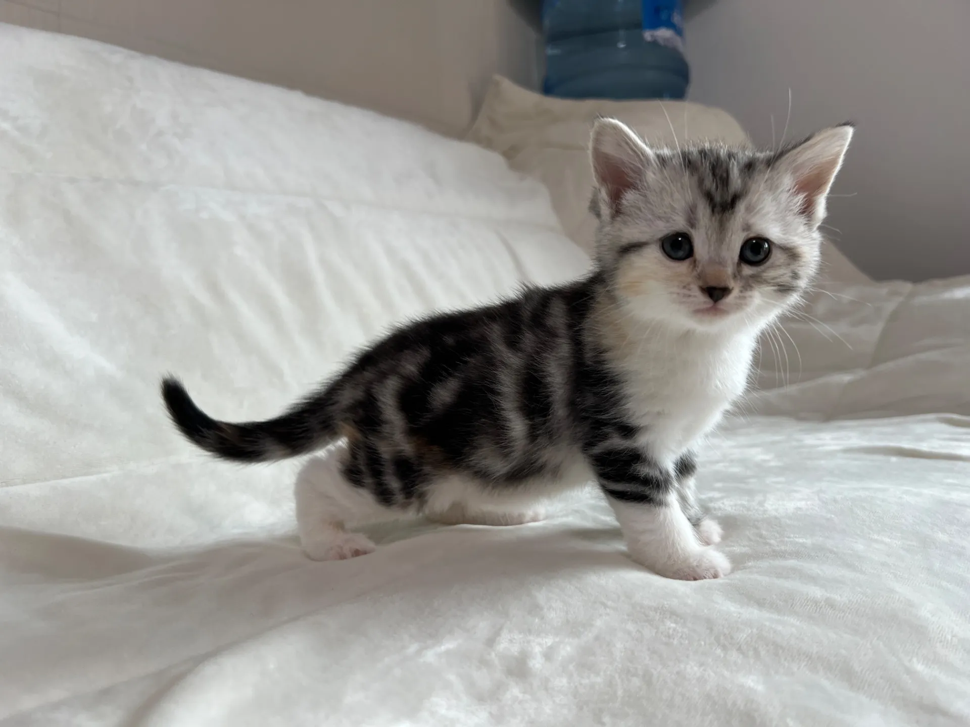 マンチカン(12/24)足長