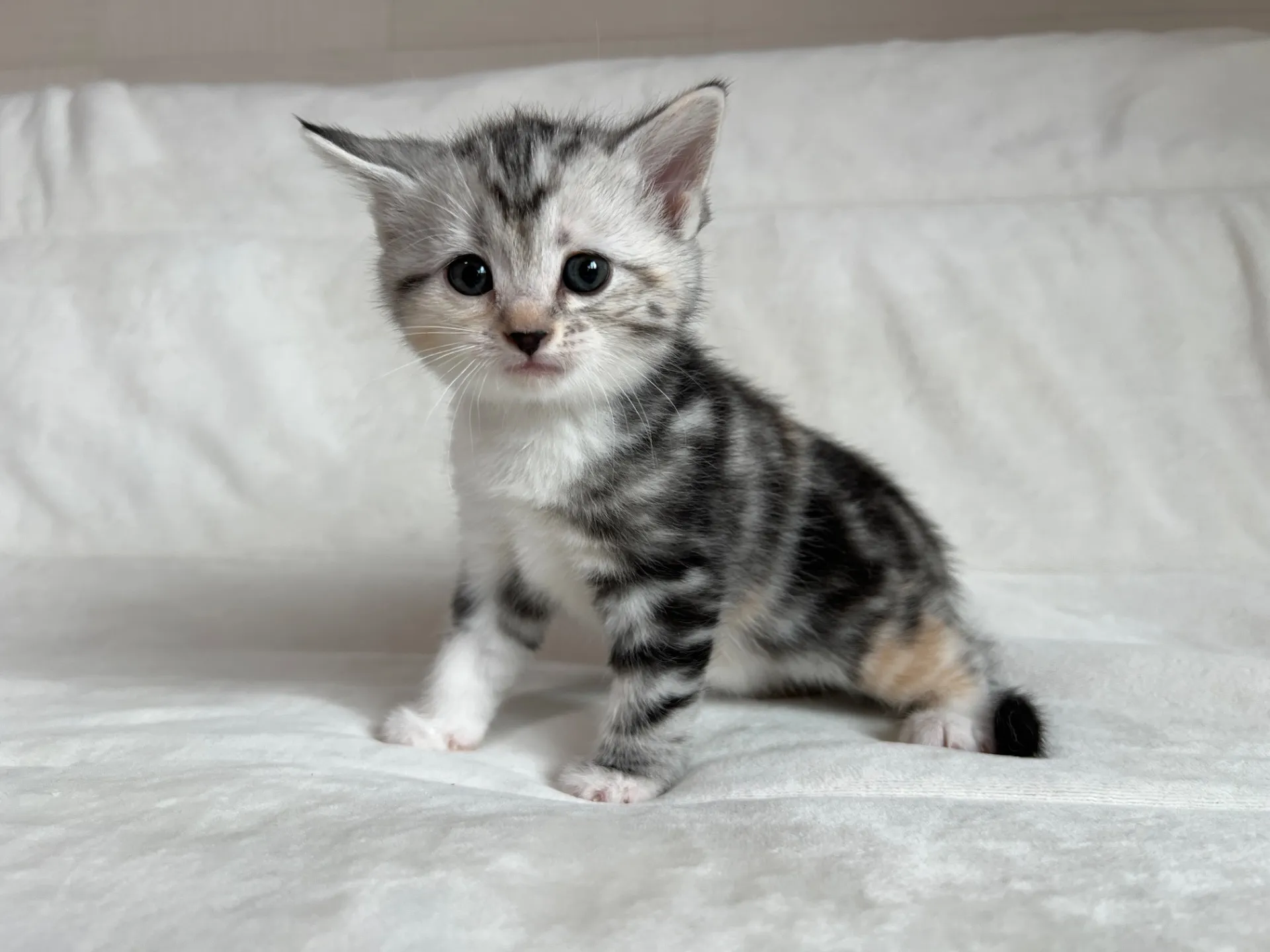 マンチカン(12/24)足長