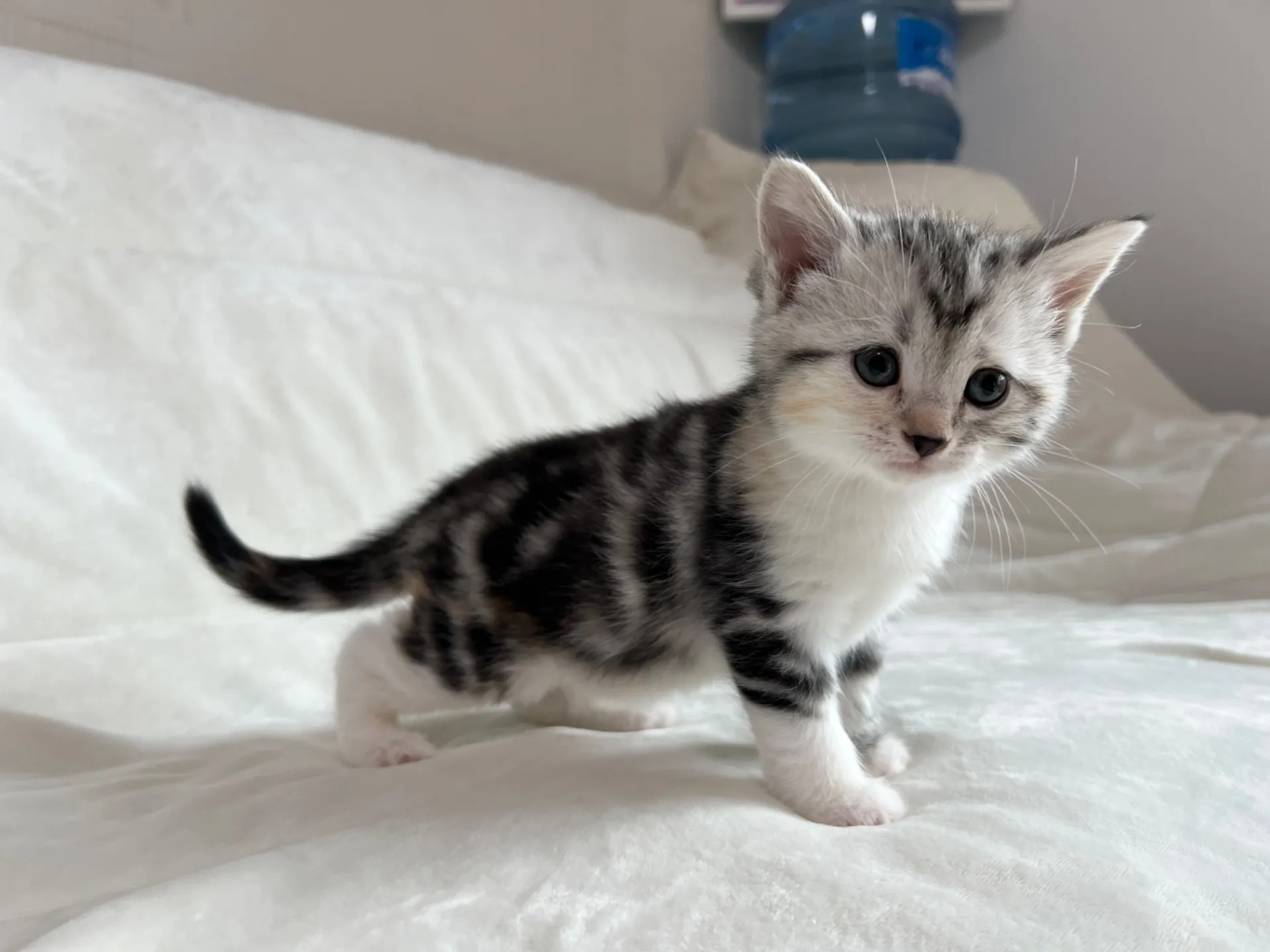 マンチカン(12/24)足長