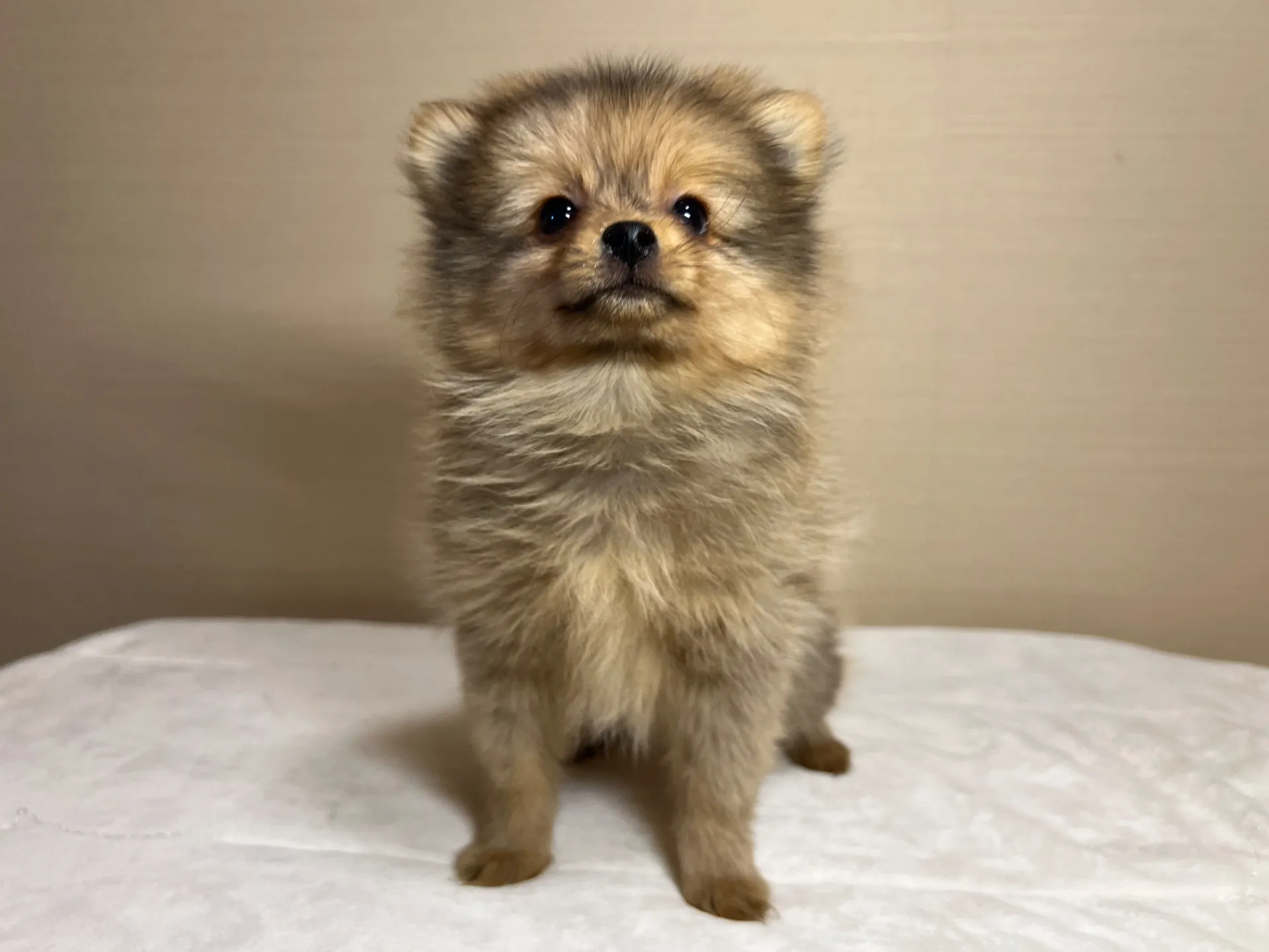 ポメラニアン(11/24)