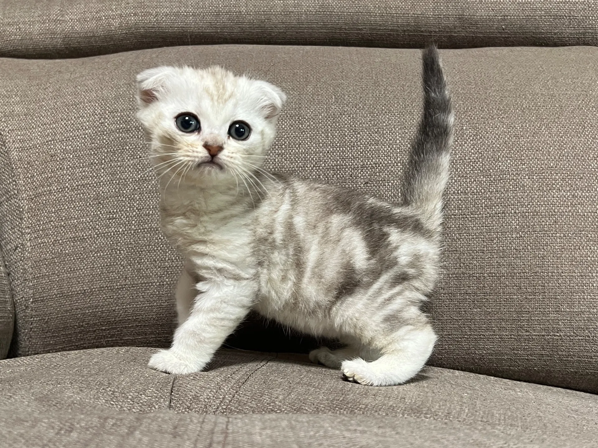 スコティッシュフォールド(1/16)