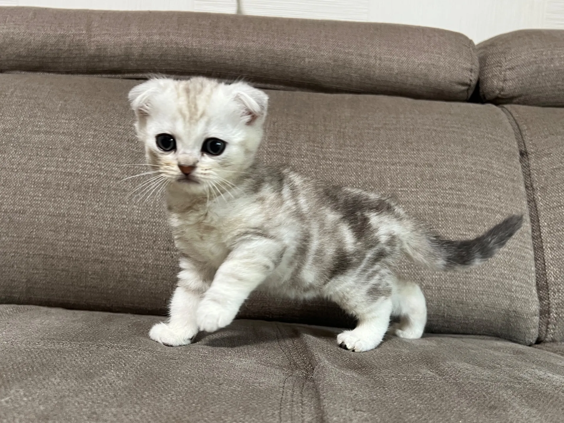 スコティッシュフォールド(1/16)