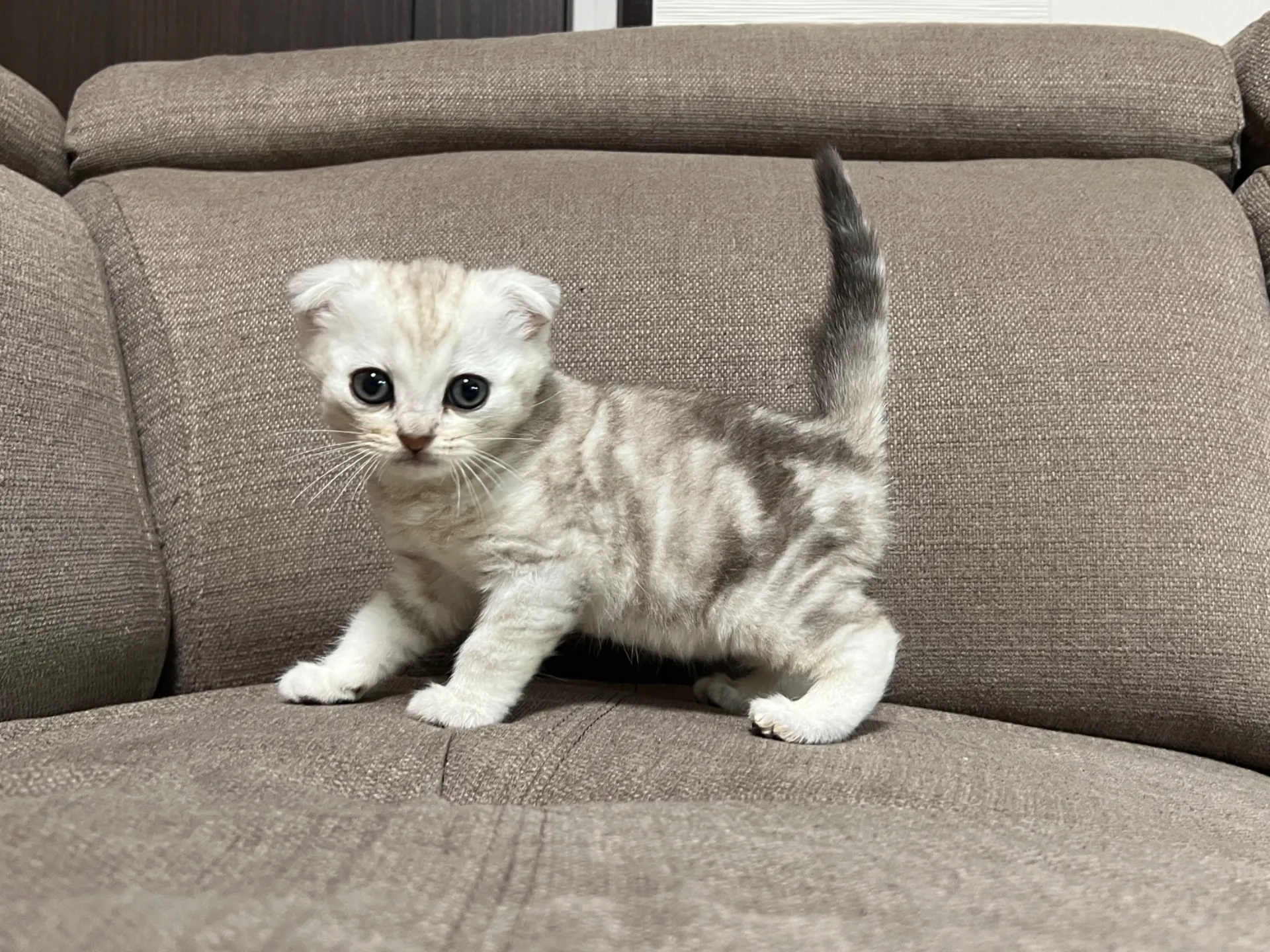 スコティッシュフォールド(1/16)