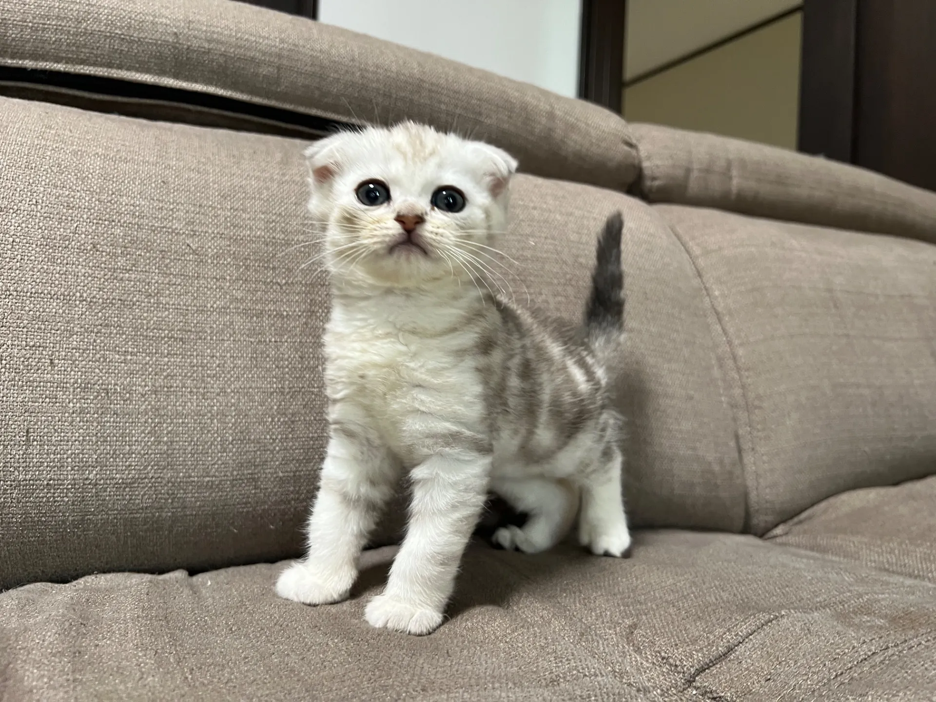 スコティッシュフォールド(1/16)