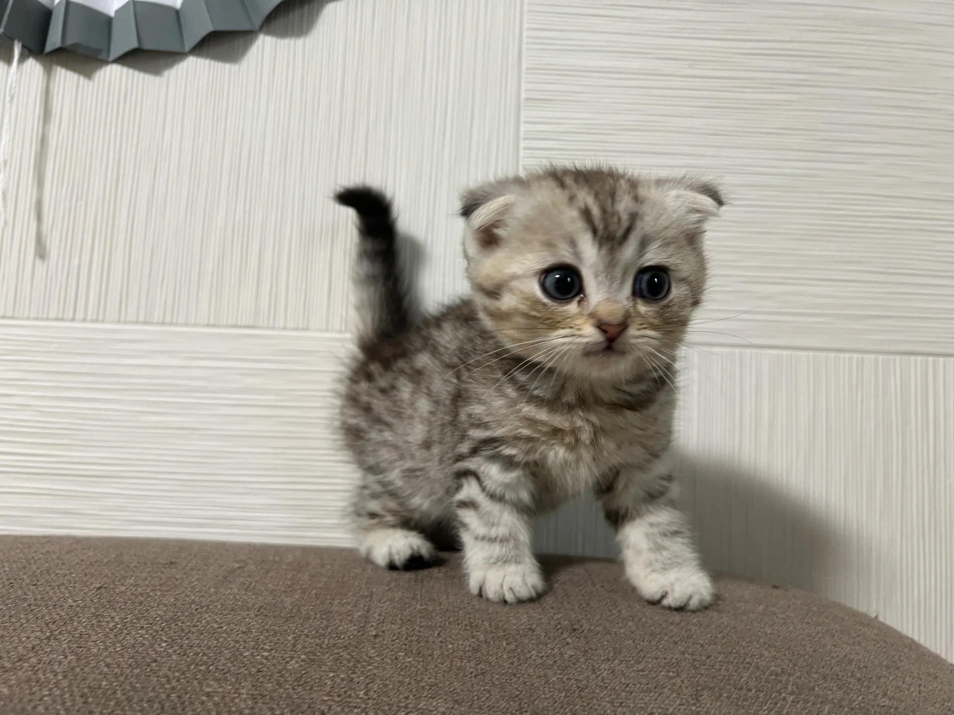 スコティッシュフォールド(1/16)