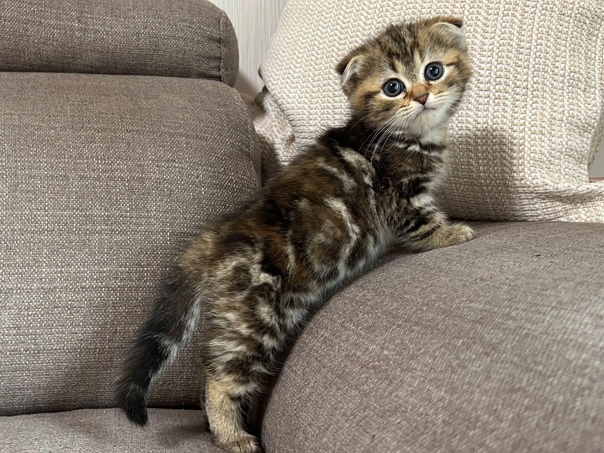 スコティッシュフォールド(1/16)