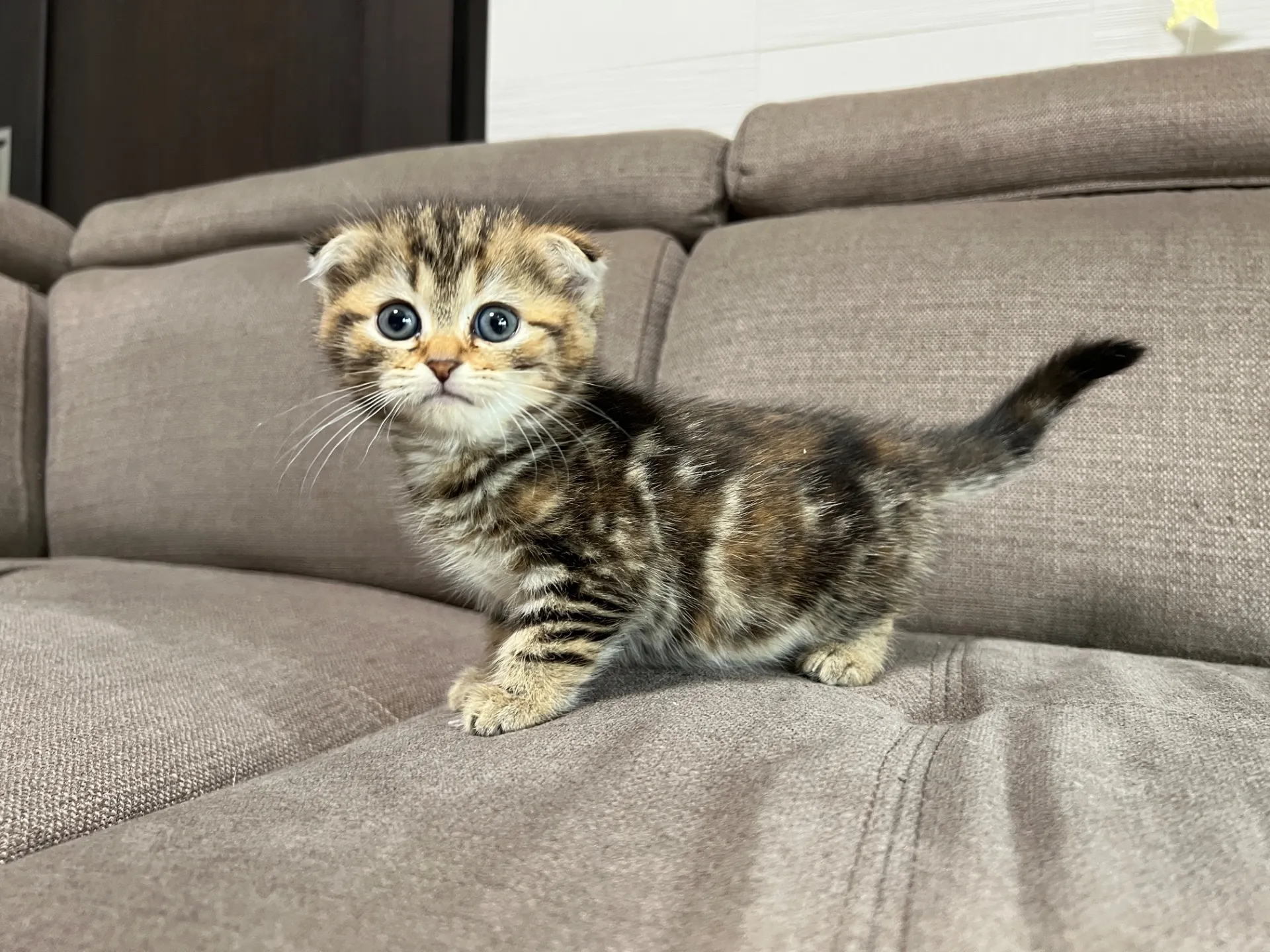 スコティッシュフォールド(1/16)