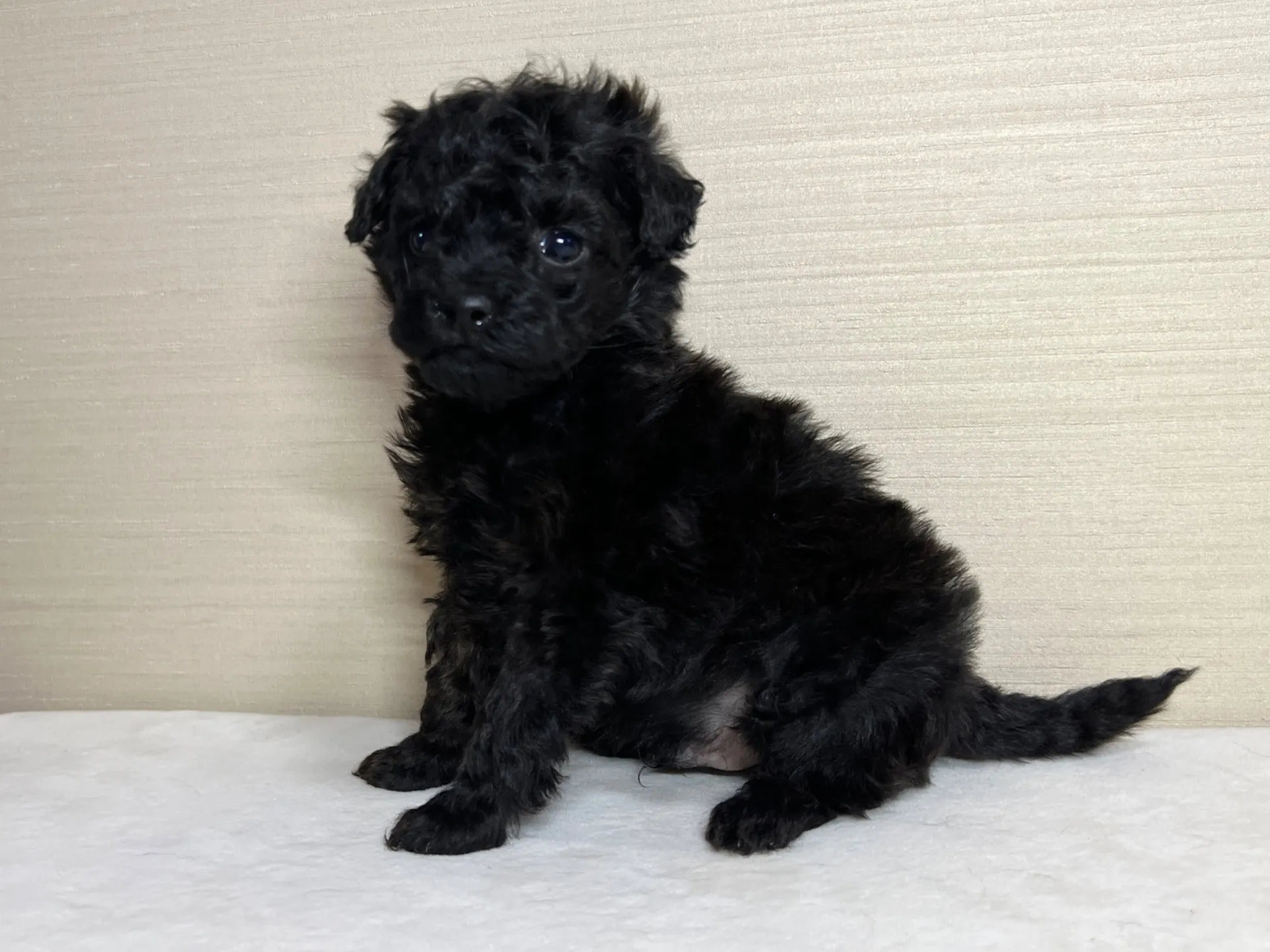 トイプードル(1/27生)