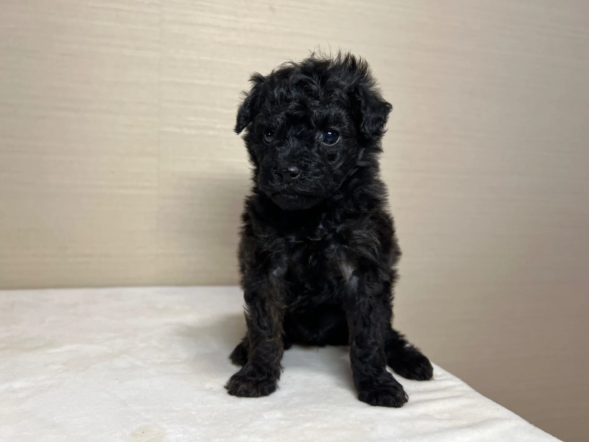 トイプードル(1/27生)