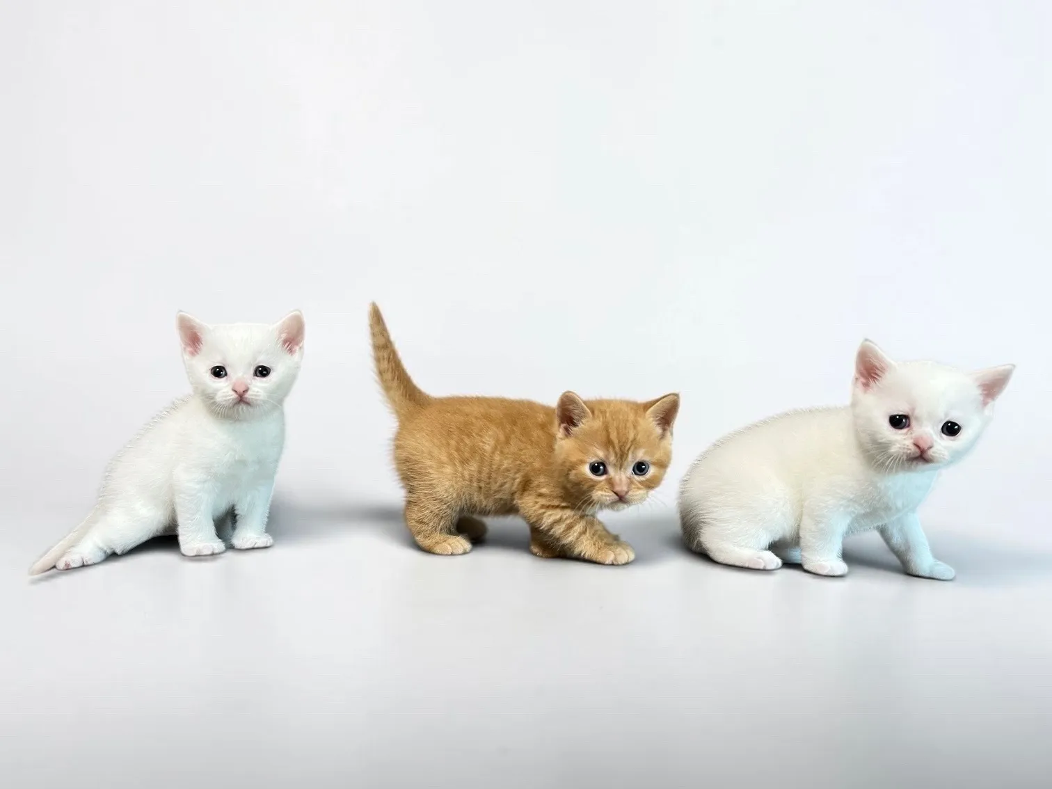 スコティッシュフォールド(2/27)