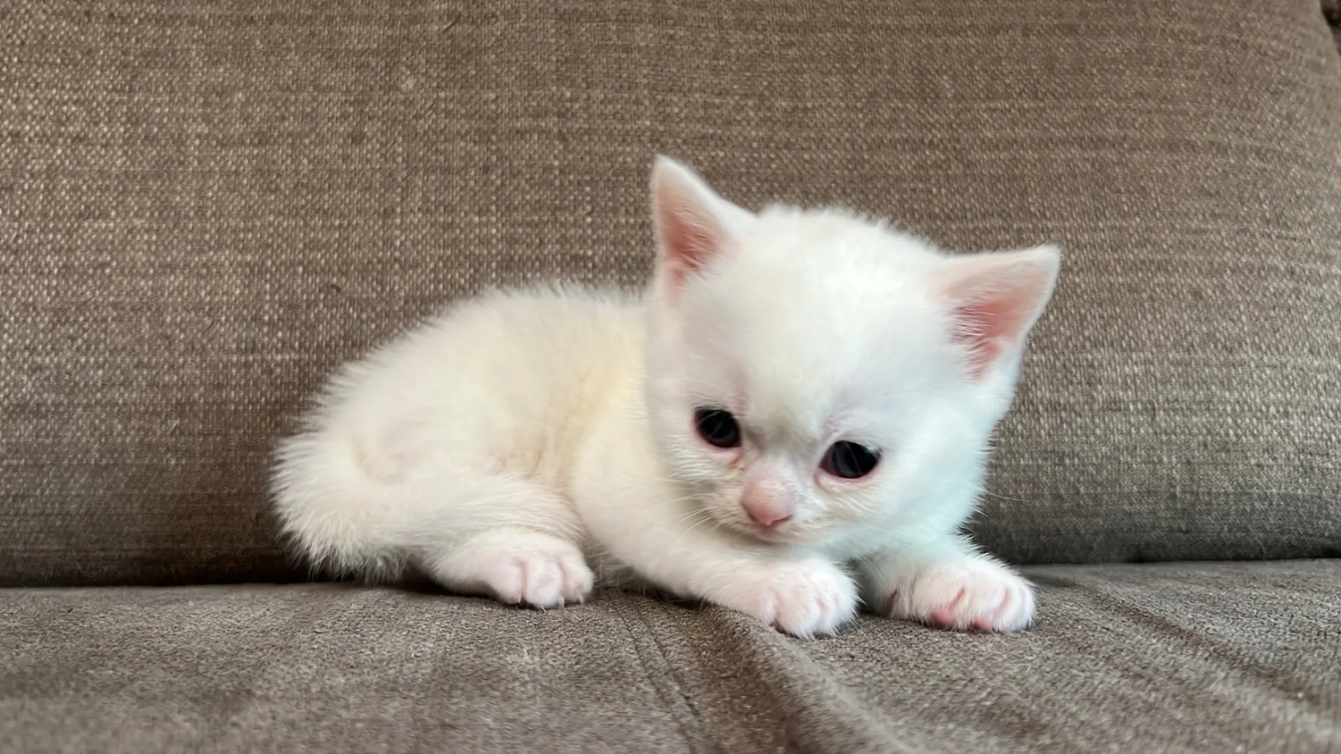 スコティッシュフォールド(2/27)