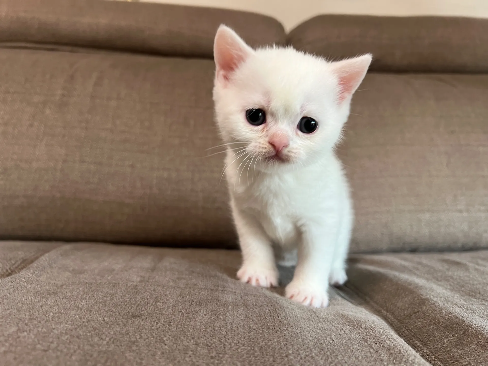 スコティッシュフォールド(2/27)