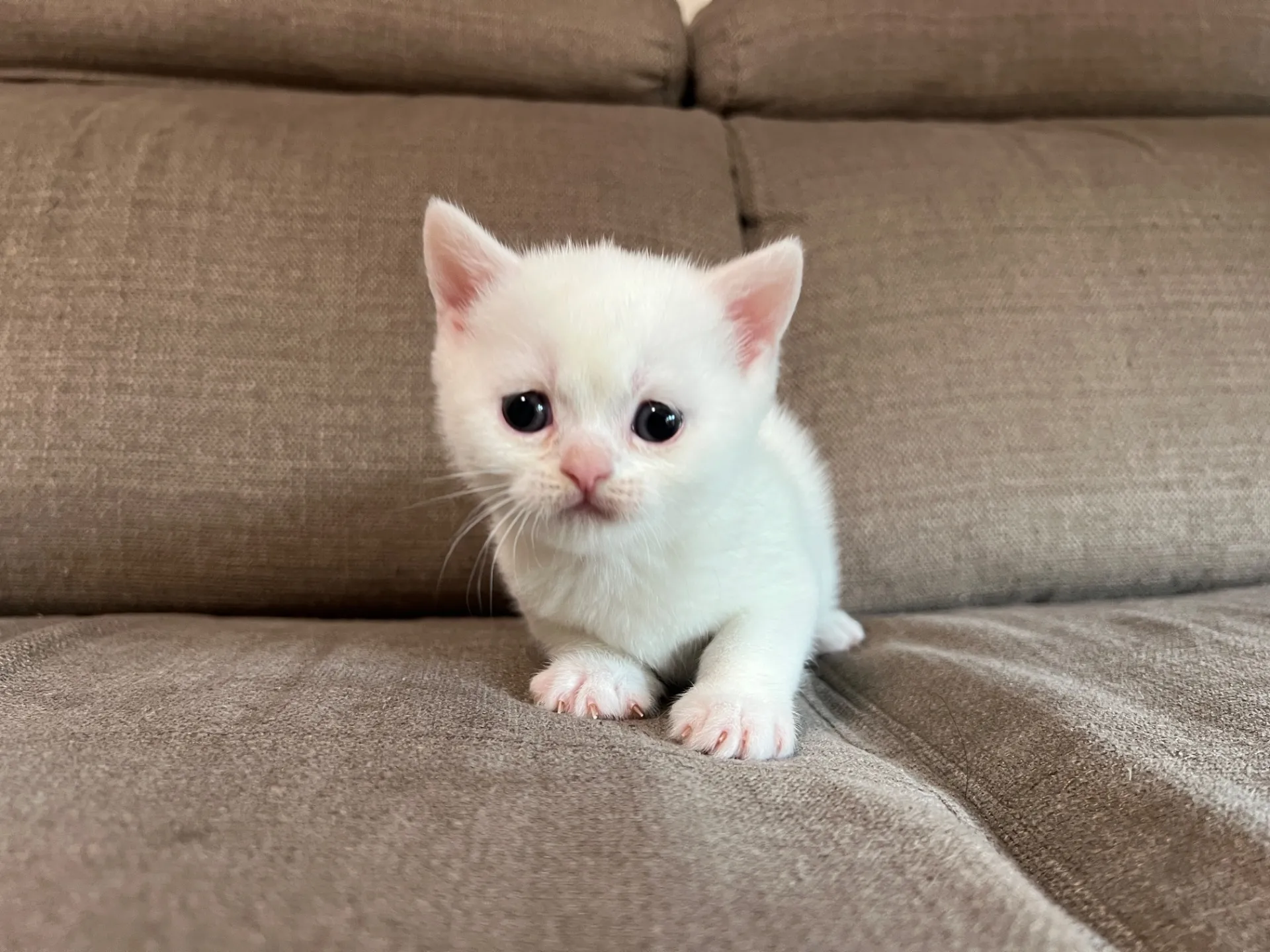 スコティッシュフォールド(2/27)