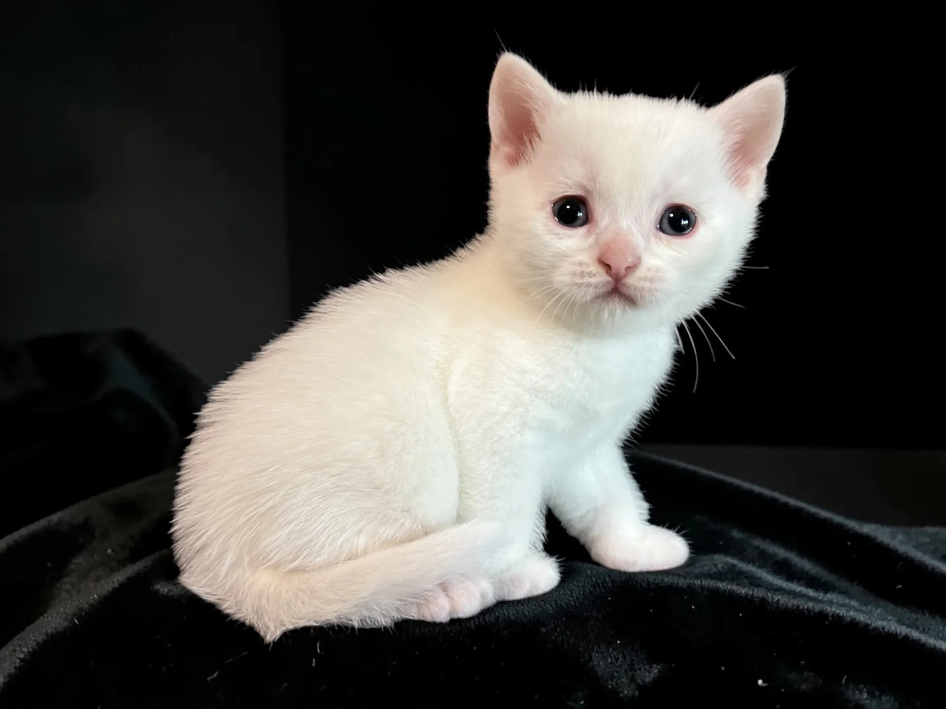 スコティッシュフォールド(2/27)