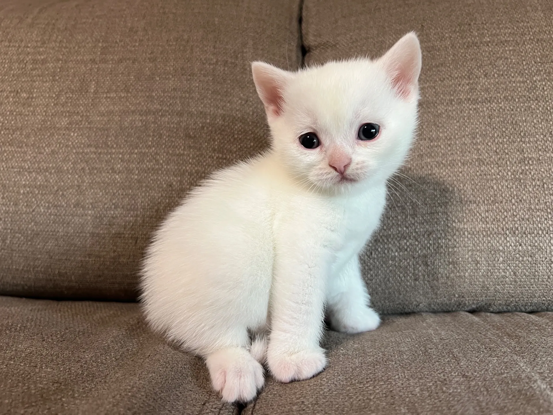 スコティッシュフォールド(2/27)