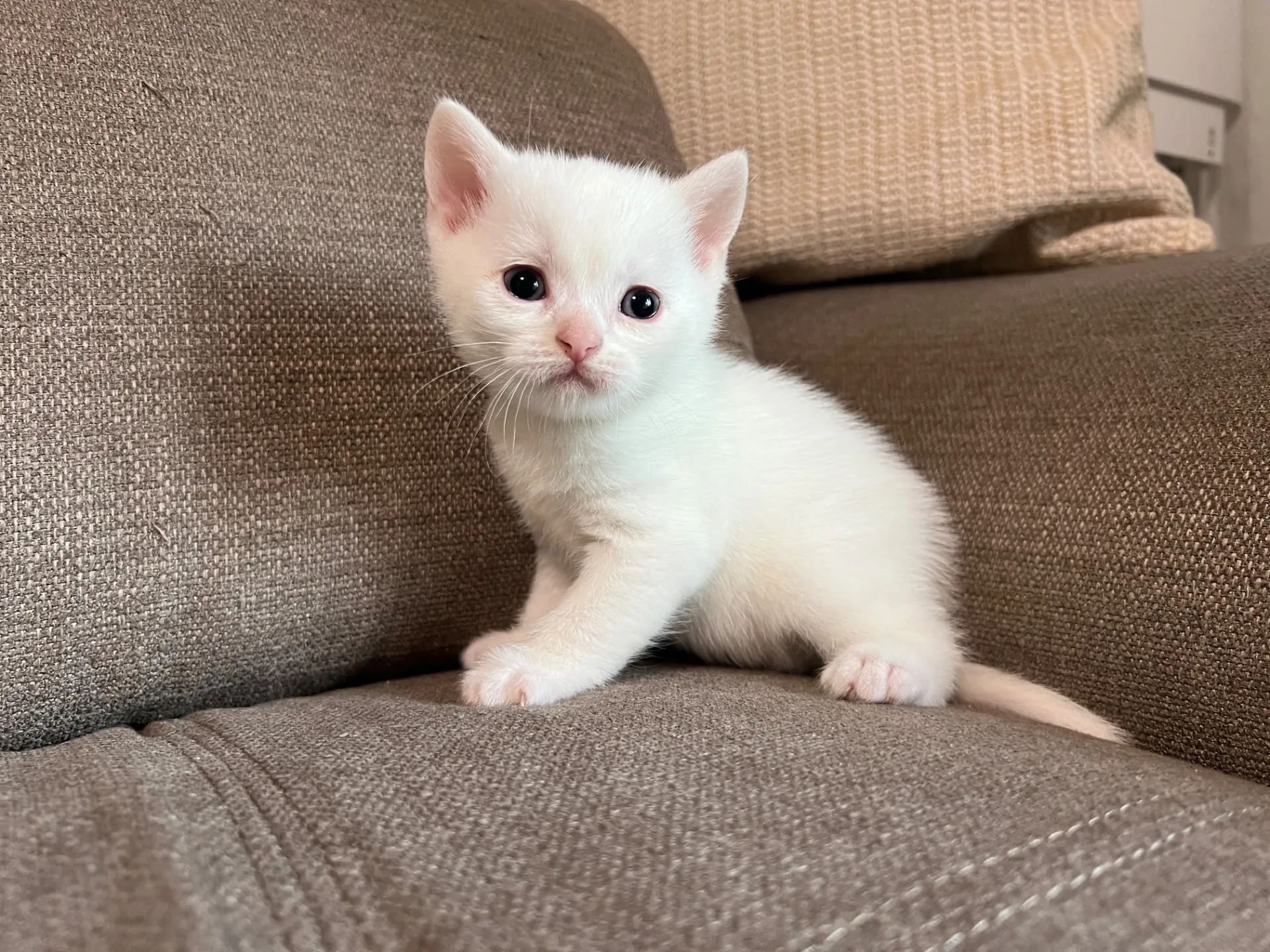 スコティッシュフォールド(2/27)