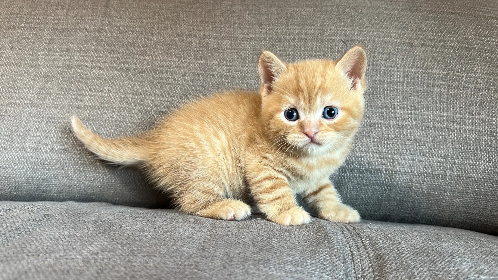 スコティッシュフォールド(2/27)