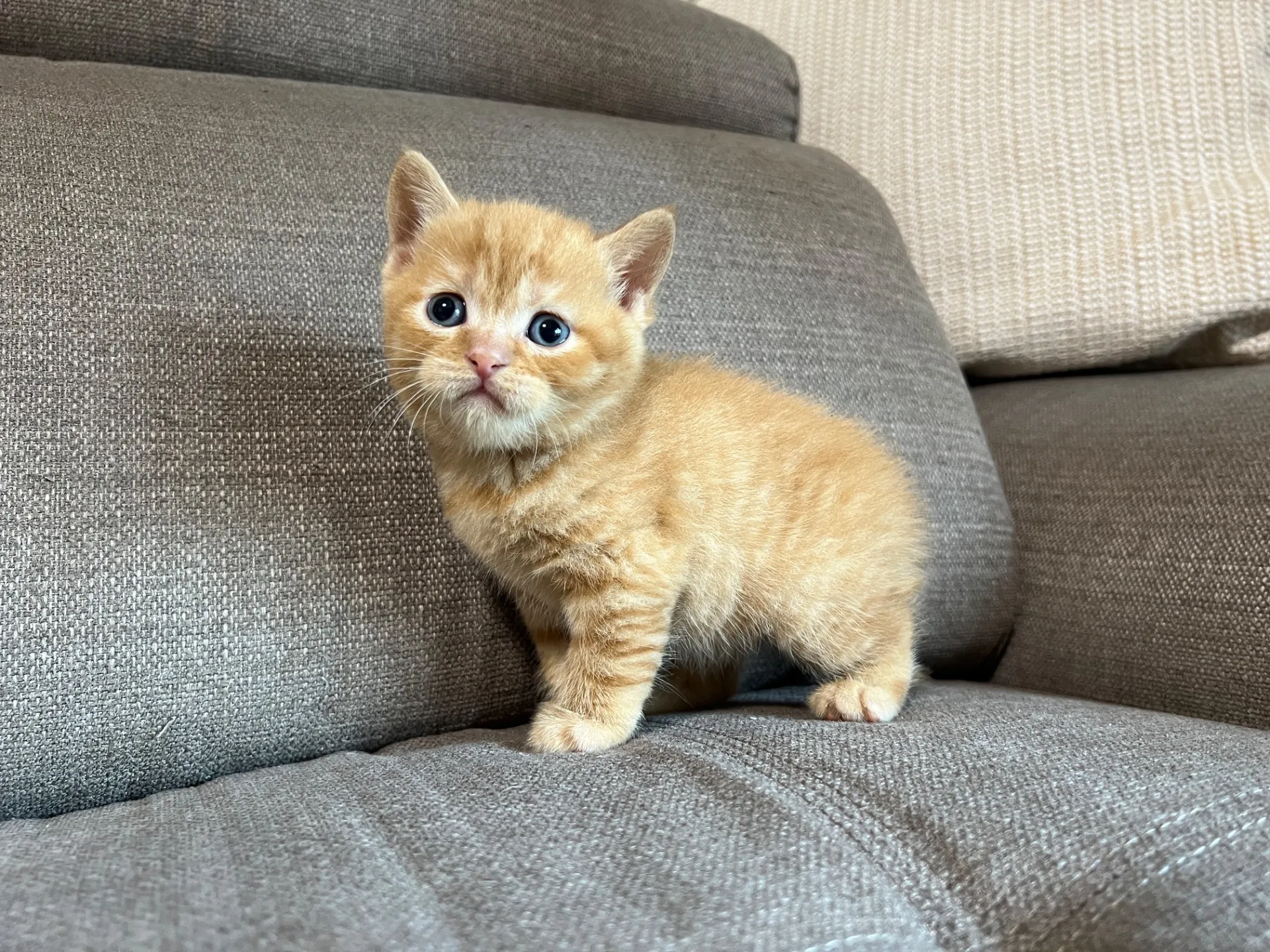 スコティッシュフォールド(2/27)