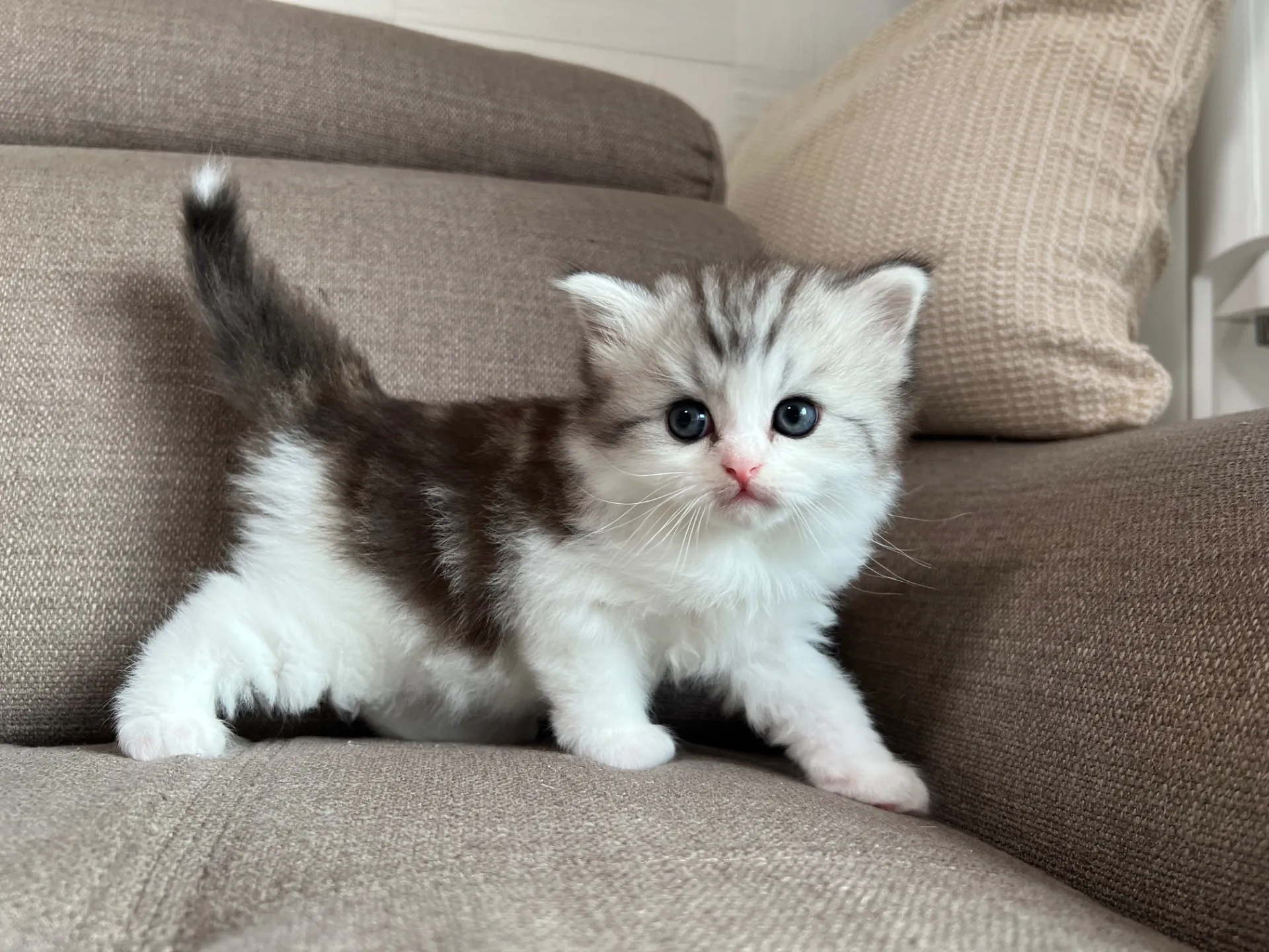 スコティッシュフォールド(3/20)