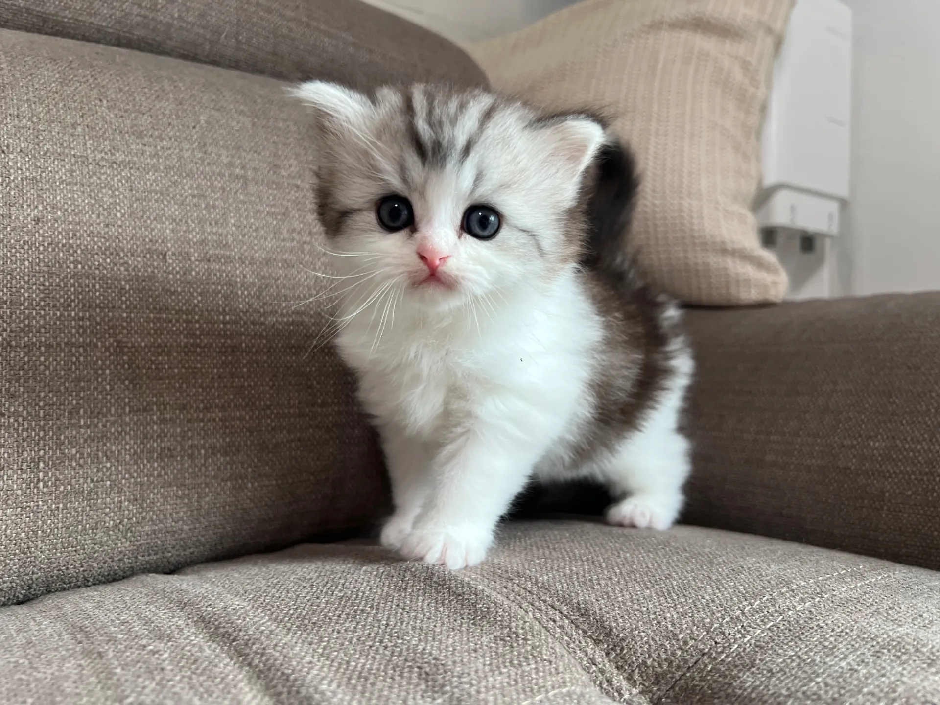 スコティッシュフォールド(3/20)