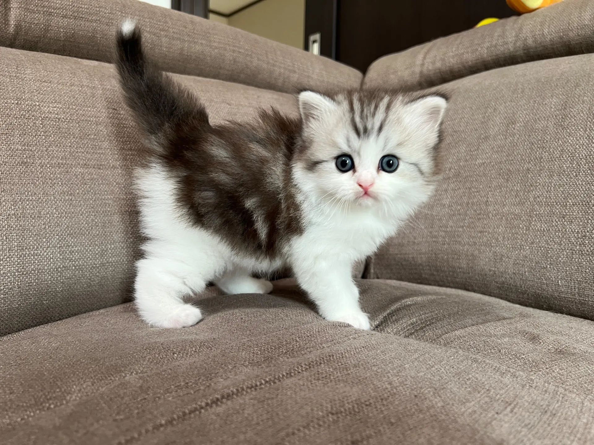 スコティッシュフォールド(3/20)