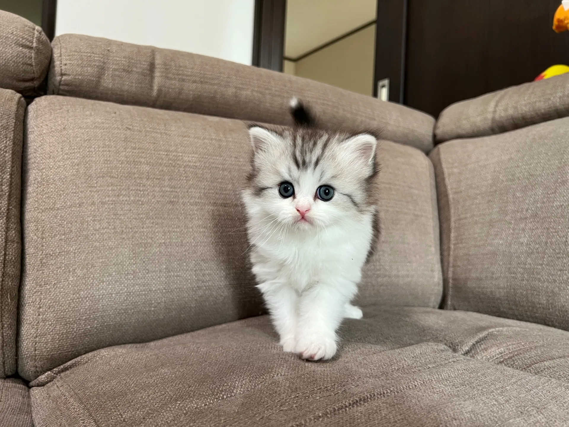 スコティッシュフォールド(3/20)