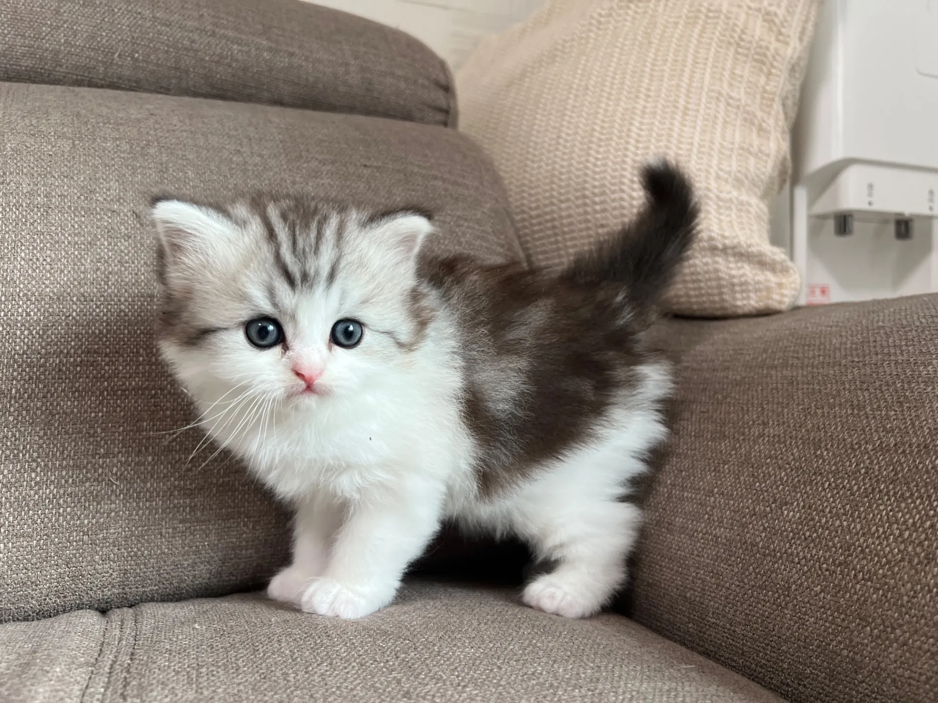 スコティッシュフォールド(3/20)