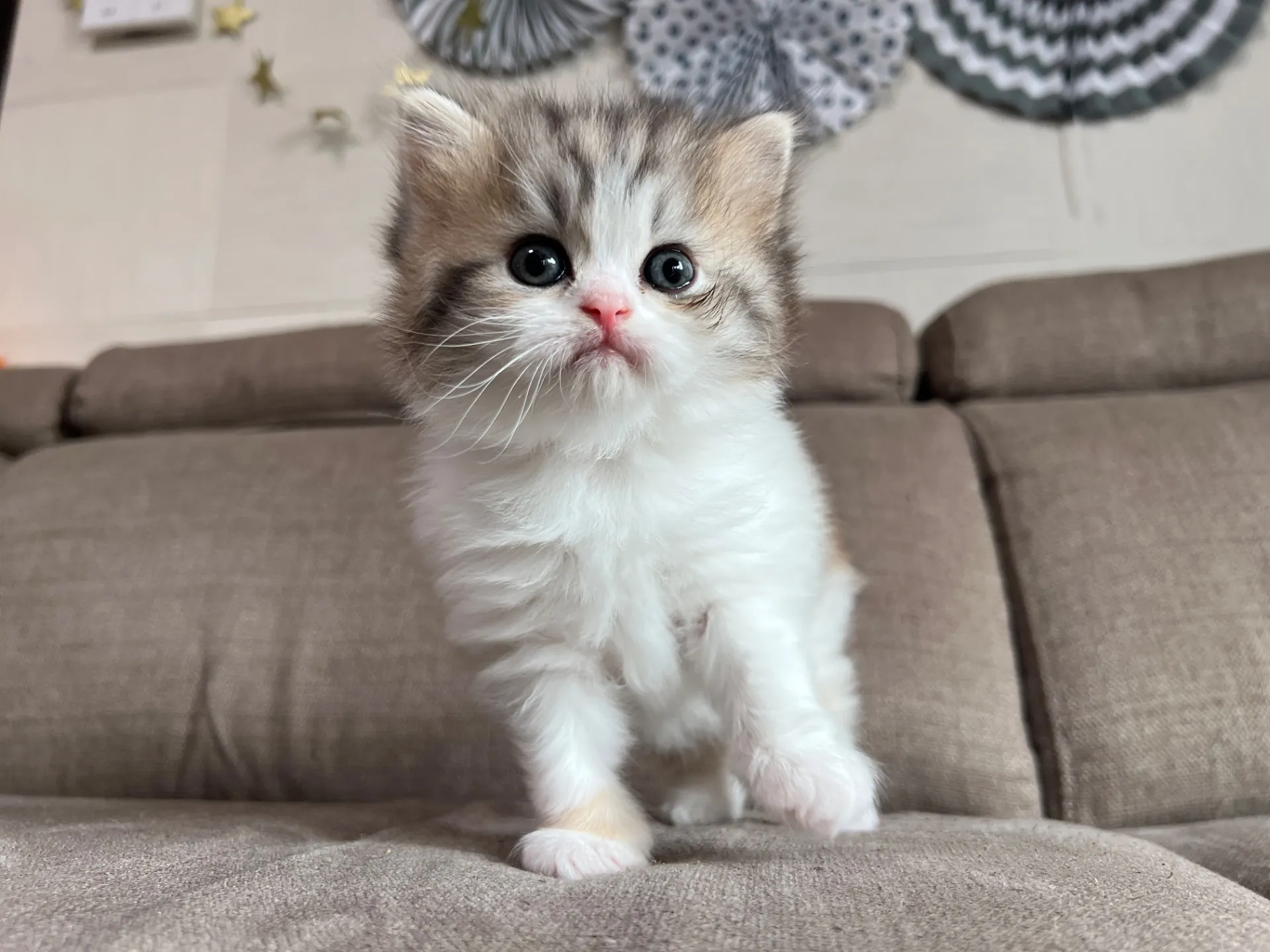 スコティッシュフォールド(3/20)