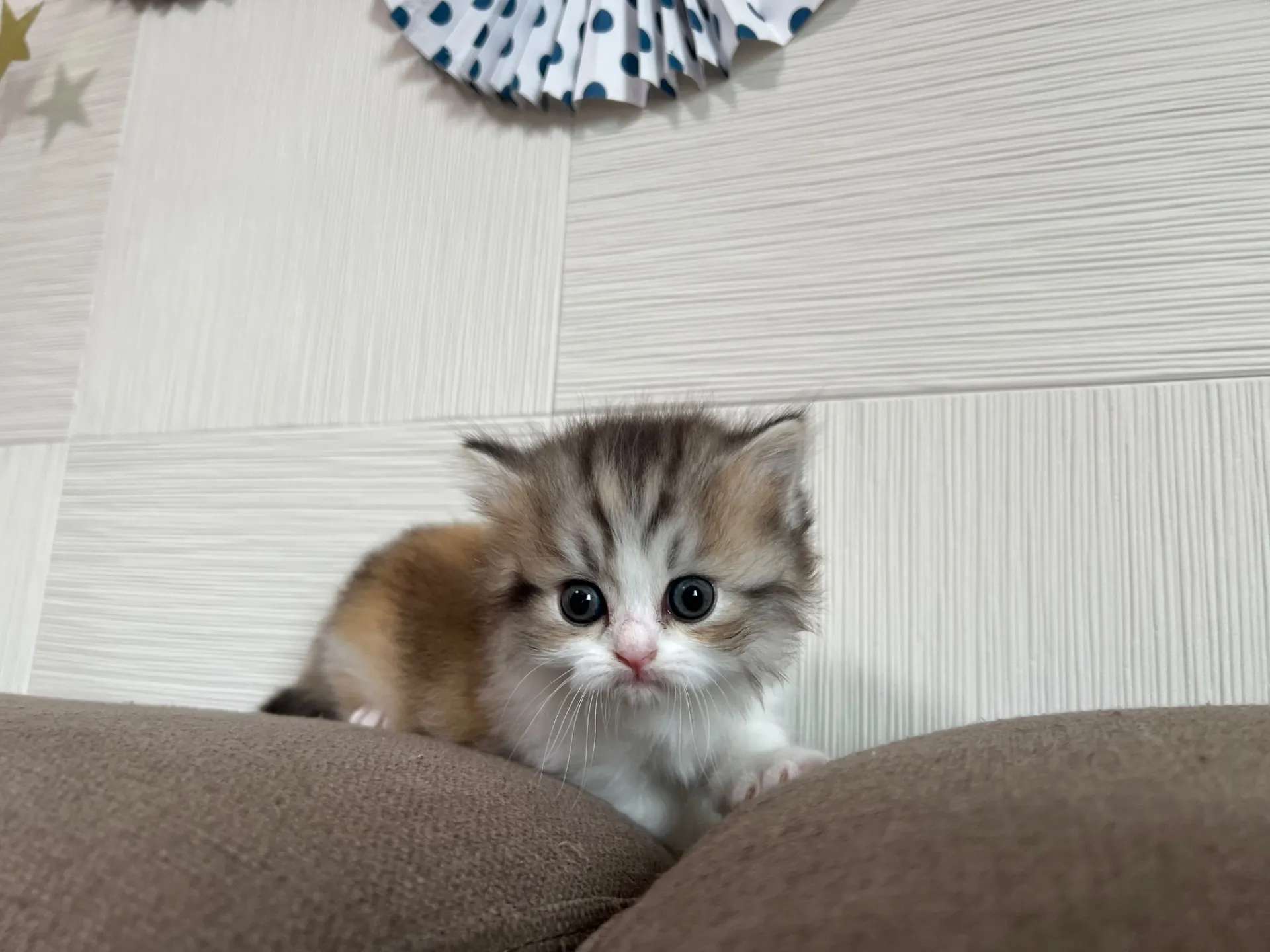 スコティッシュフォールド(3/20)