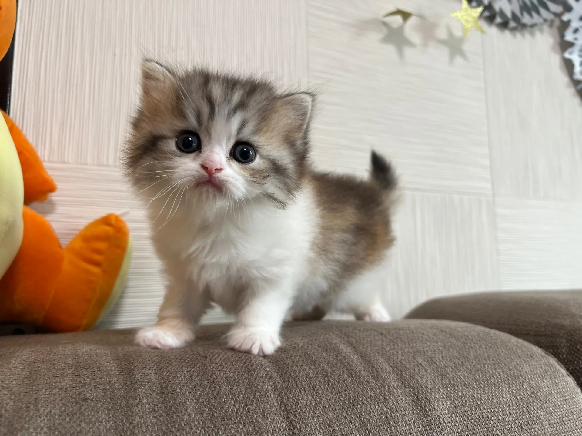 スコティッシュフォールド(3/20)