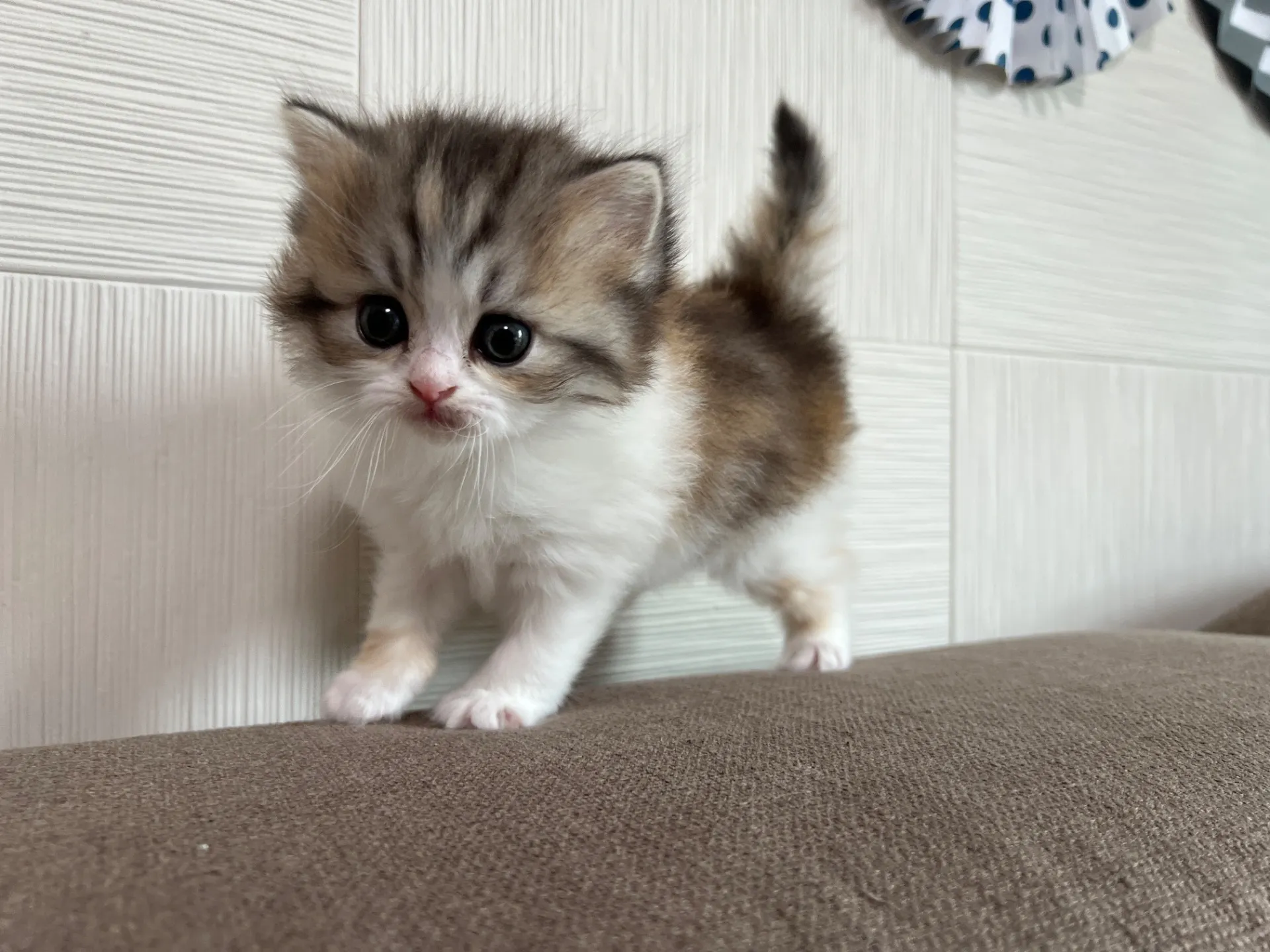 スコティッシュフォールド(3/20)