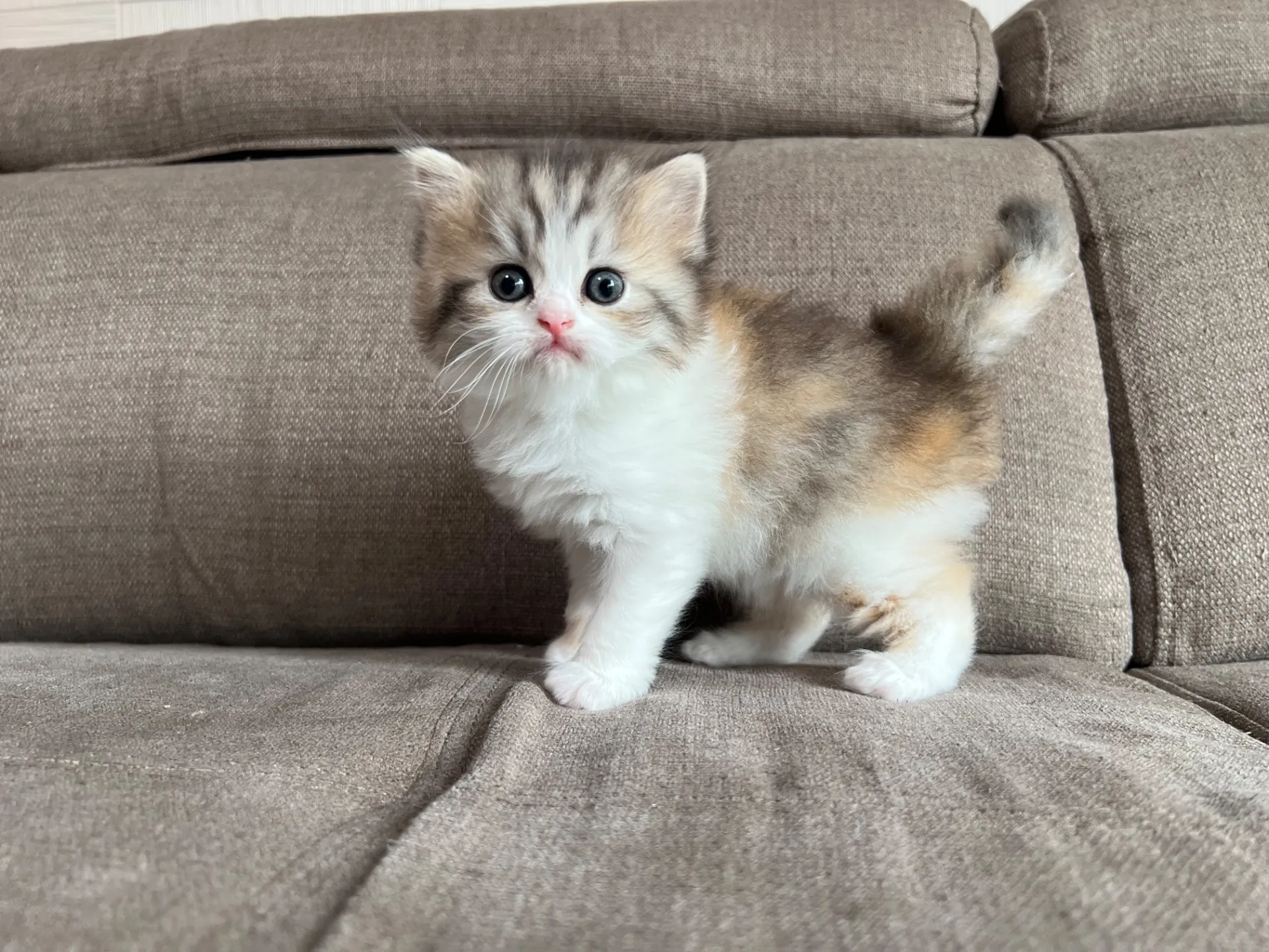 スコティッシュフォールド(3/20)