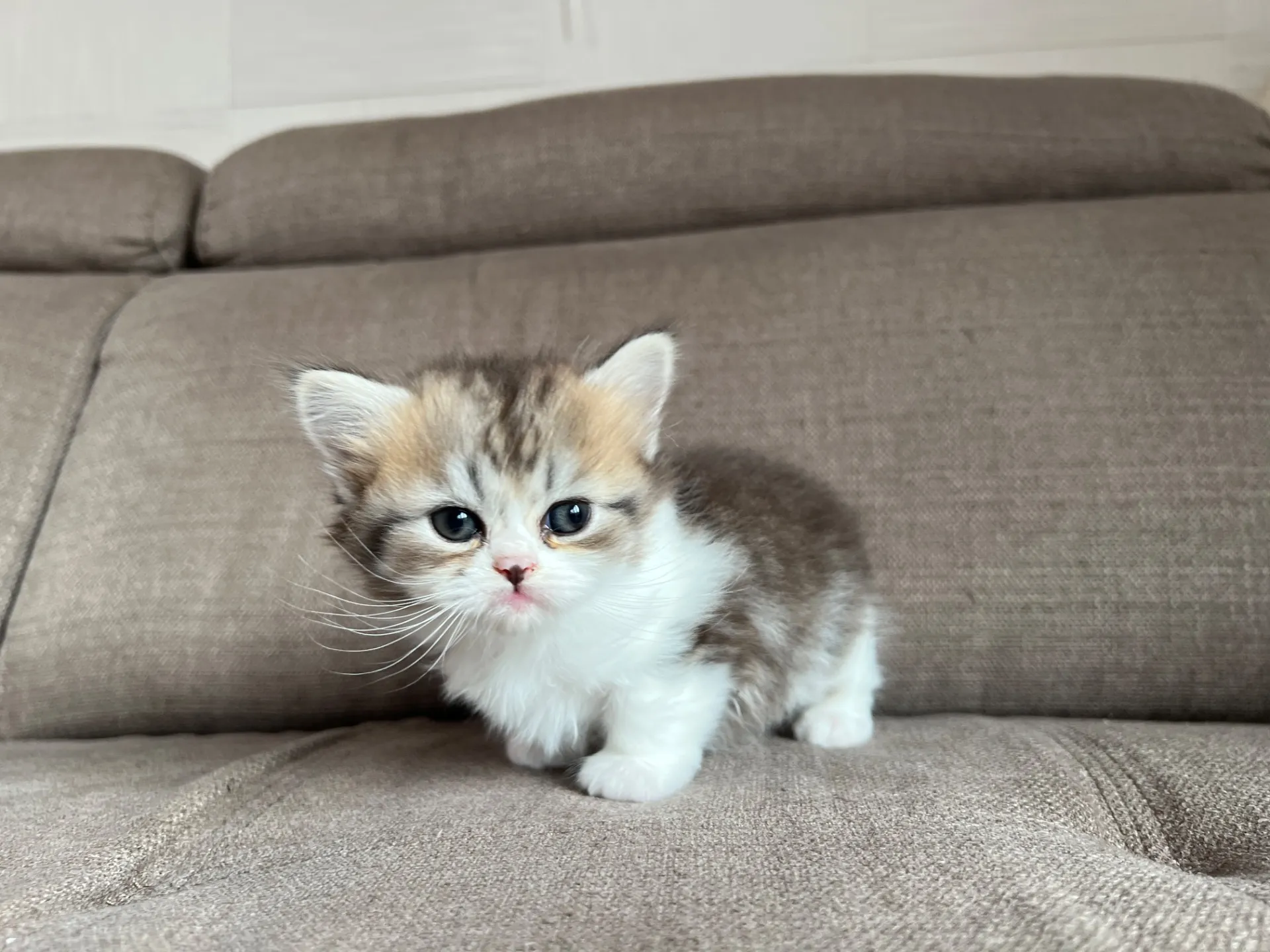 スコティッシュフォールド(3/20)