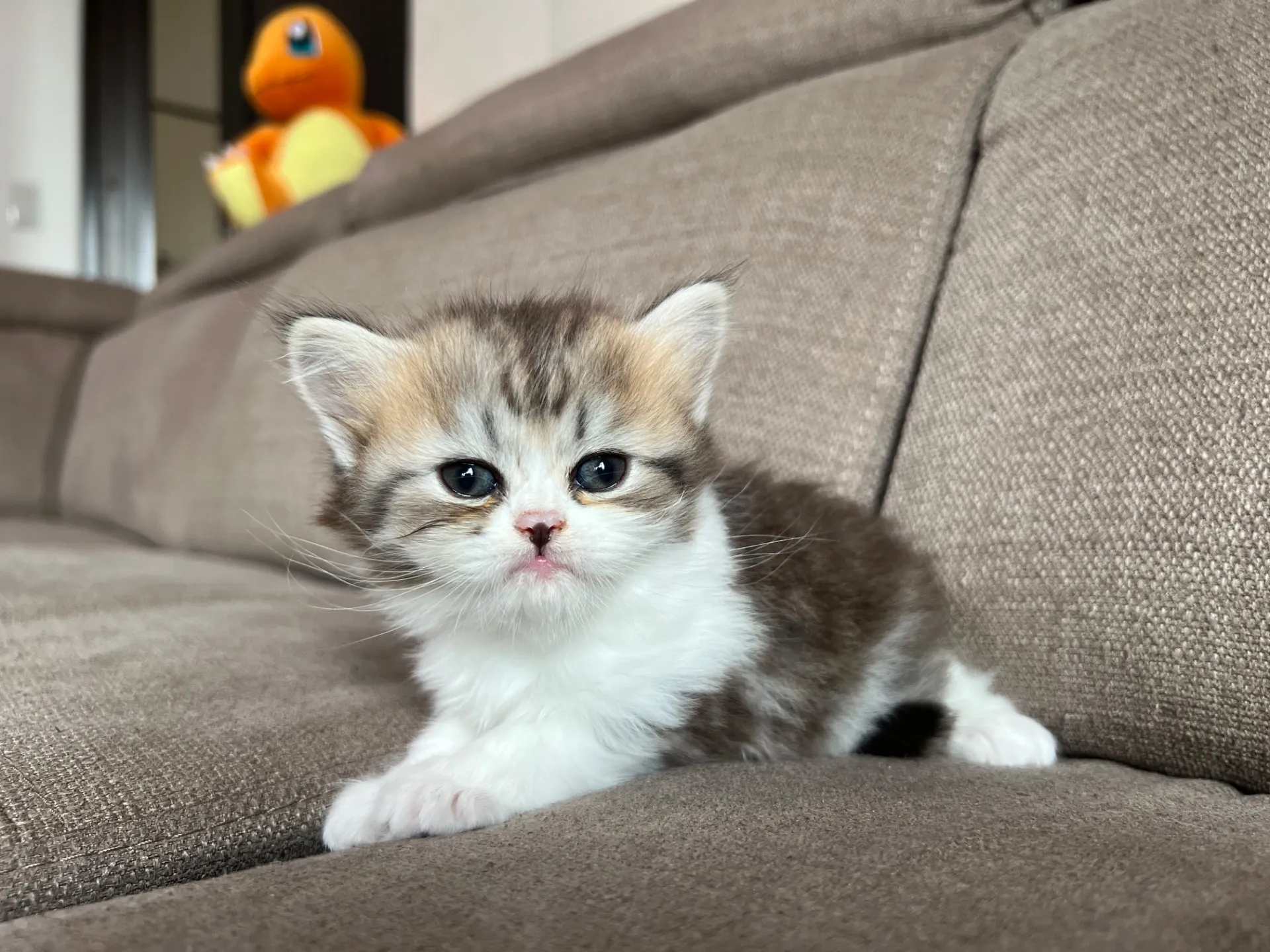 スコティッシュフォールド(3/20)