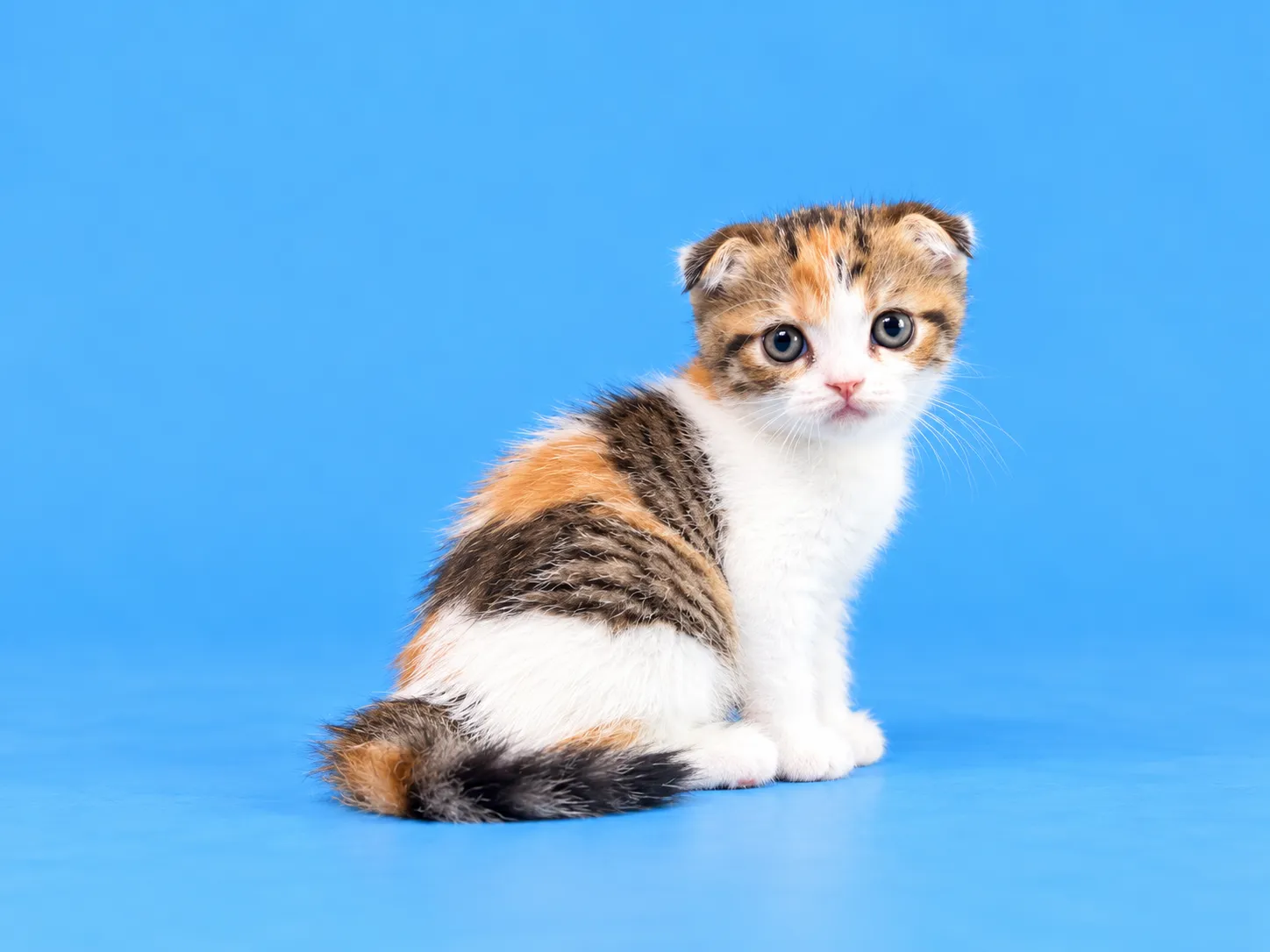 スコティッシュフォールド(8/22)